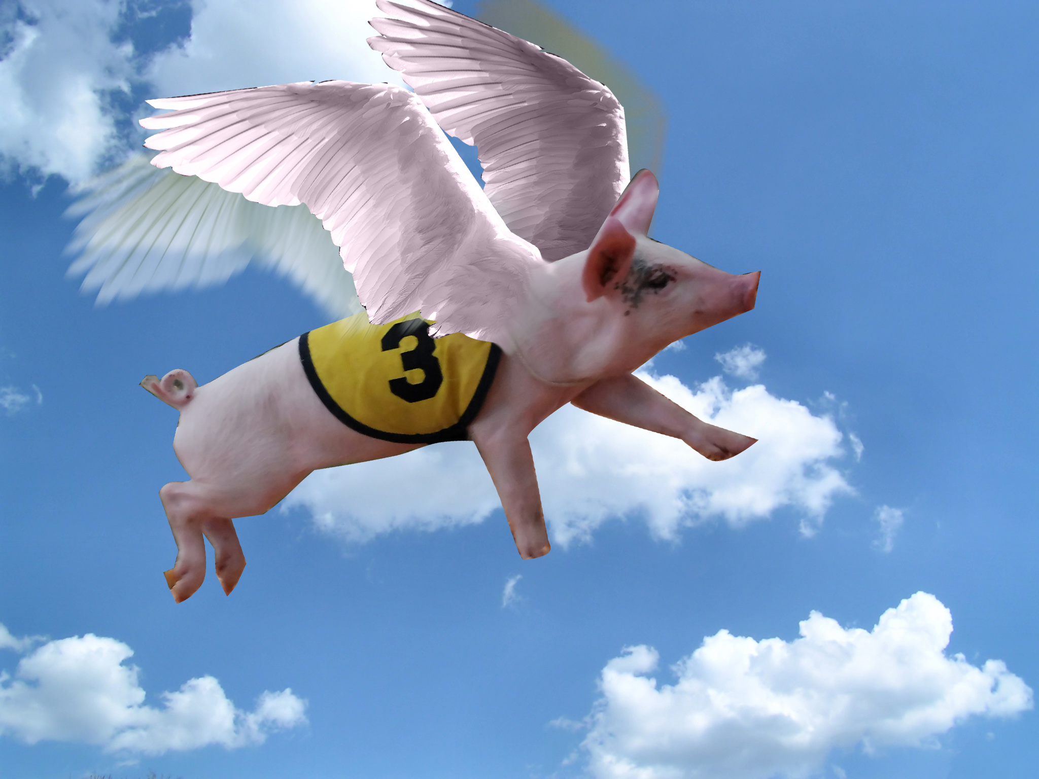 Flying Pig.